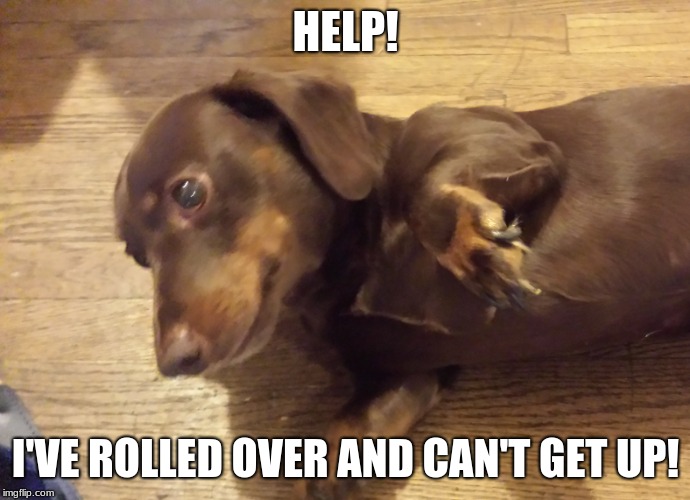 Rolled over! | HELP! I'VE ROLLED OVER AND CAN'T GET UP! | image tagged in cute dog | made w/ Imgflip meme maker