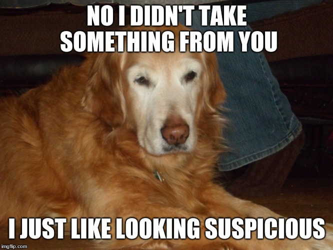 Goldie stolen something! | NO I DIDN'T TAKE SOMETHING FROM YOU; I JUST LIKE LOOKING SUSPICIOUS | image tagged in golden retriever | made w/ Imgflip meme maker