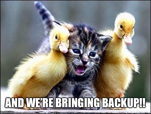 Kitten with ducklings | AND WE’RE BRINGING BACKUP!! | image tagged in kitten with ducklings | made w/ Imgflip meme maker