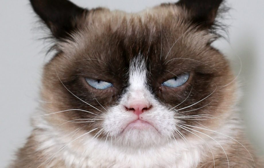 another grumpy cat picture Blank Meme Template