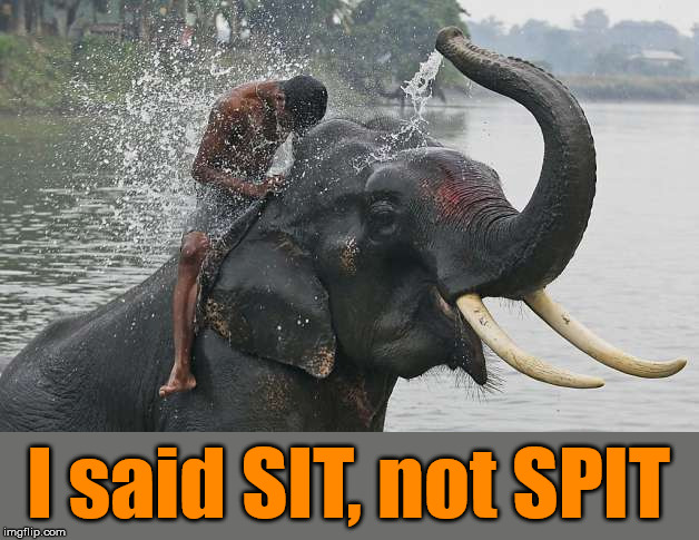 Elephant's tend to misunderstand commands |  I said SIT, not SPIT | image tagged in meme,elephant,listening,spit,humor | made w/ Imgflip meme maker