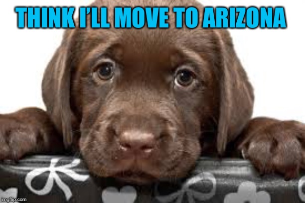 THINK I’LL MOVE TO ARIZONA | made w/ Imgflip meme maker