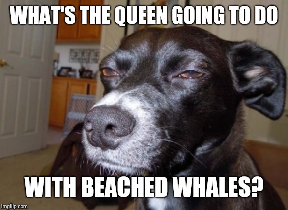 Suspicious dog | WHAT'S THE QUEEN GOING TO DO WITH BEACHED WHALES? | image tagged in suspicious dog | made w/ Imgflip meme maker