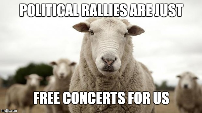 Sheep | POLITICAL RALLIES ARE JUST; FREE CONCERTS FOR US | image tagged in sheep | made w/ Imgflip meme maker