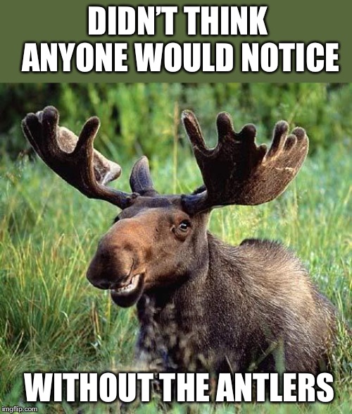 Smiling moose | DIDN’T THINK ANYONE WOULD NOTICE WITHOUT THE ANTLERS | image tagged in smiling moose | made w/ Imgflip meme maker