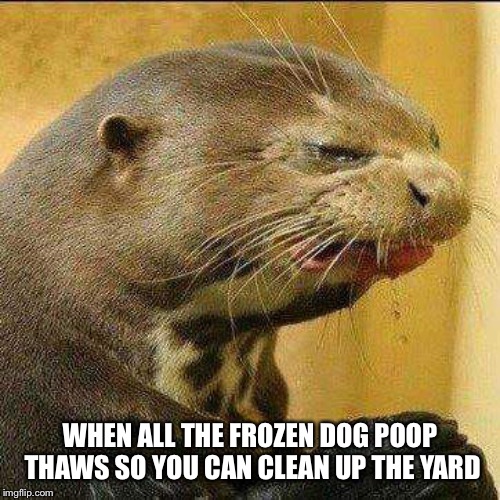 Disgusted Otter | WHEN ALL THE FROZEN DOG POOP THAWS SO YOU CAN CLEAN UP THE YARD | image tagged in disgusted otter | made w/ Imgflip meme maker