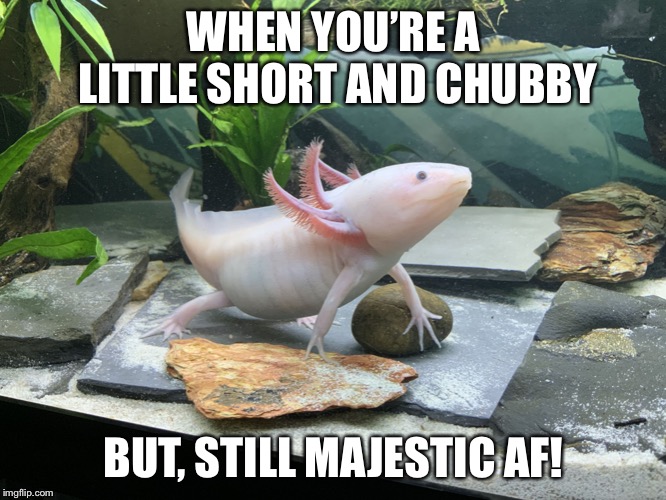 WHEN YOU’RE A LITTLE SHORT AND CHUBBY; BUT, STILL MAJESTIC AF! | image tagged in axolotl | made w/ Imgflip meme maker