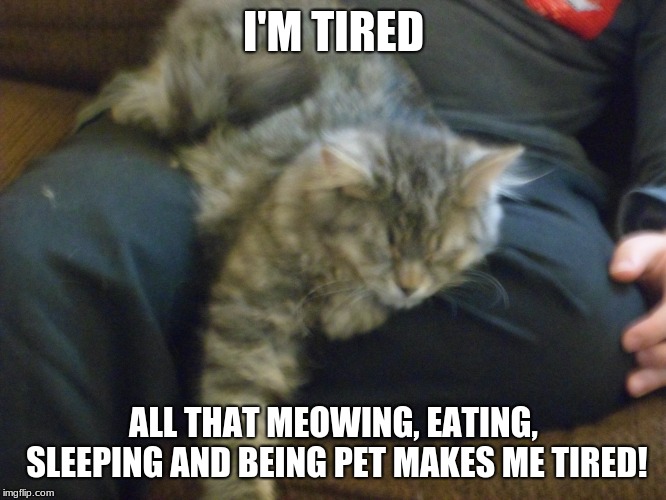 Working like a cat! | I'M TIRED; ALL THAT MEOWING, EATING, SLEEPING AND BEING PET MAKES ME TIRED! | image tagged in cat,cute,tired | made w/ Imgflip meme maker