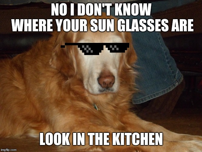Goldie stole glasses! | NO I DON'T KNOW WHERE YOUR SUN GLASSES ARE; LOOK IN THE KITCHEN | image tagged in golden retriever | made w/ Imgflip meme maker