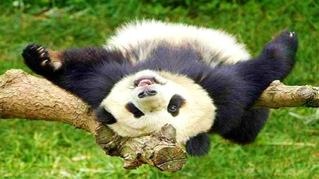 High Quality Lazy Panda Blank Meme Template