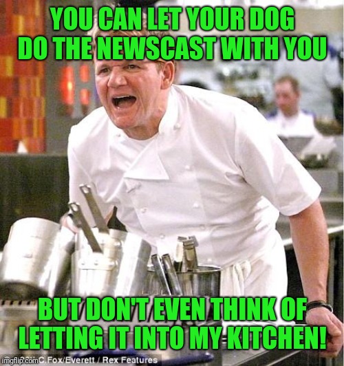 Chef Gordon Ramsay Meme | YOU CAN LET YOUR DOG DO THE NEWSCAST WITH YOU BUT DON'T EVEN THINK OF LETTING IT INTO MY KITCHEN! | image tagged in memes,chef gordon ramsay | made w/ Imgflip meme maker