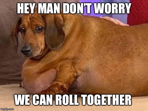 fat dog | HEY MAN DON’T WORRY WE CAN ROLL TOGETHER | image tagged in fat dog | made w/ Imgflip meme maker