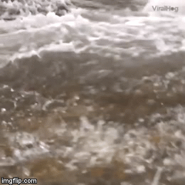 What The Flip! | image tagged in gifs,the flipper,pans gone wild,eggs brokadict,pan scrambled | made w/ Imgflip video-to-gif maker