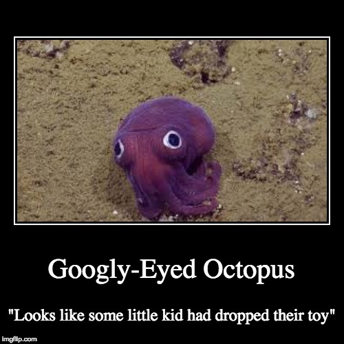 image tagged in funny,demotivationals,octopus,memes,eyes,cute | made w/ Imgflip demotivational maker