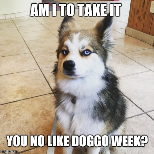 Suspicious dog | AM I TO TAKE IT YOU NO LIKE DOGGO WEEK? | image tagged in suspicious dog | made w/ Imgflip meme maker