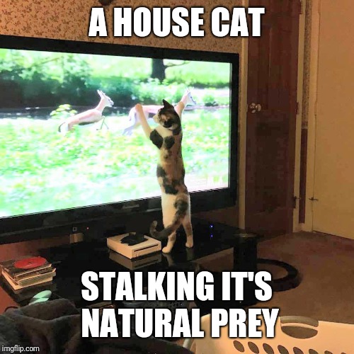 Kitty on the tv | A HOUSE CAT; STALKING IT'S NATURAL PREY | image tagged in cat on the tv,kitty,cat,cats,kitties,kitten | made w/ Imgflip meme maker