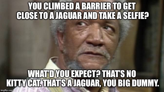 Why is everyone surprised an idiot got mauled by a jaguar? | YOU CLIMBED A BARRIER TO GET CLOSE TO A JAGUAR AND TAKE A SELFIE? WHAT’D YOU EXPECT? THAT’S NO KITTY CAT. THAT’S A JAGUAR, YOU BIG DUMMY. | image tagged in red foxx,memes,jaguar,idiot,stupid people,maul | made w/ Imgflip meme maker