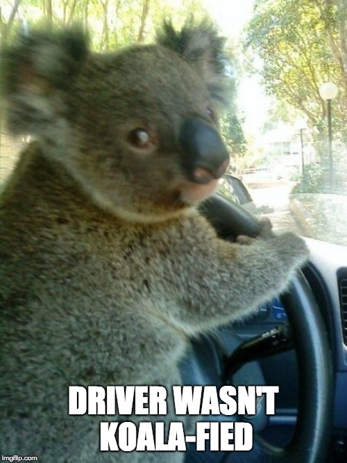 Driving koala  | DRIVER WASN'T KOALA-FIED | image tagged in driving koala | made w/ Imgflip meme maker