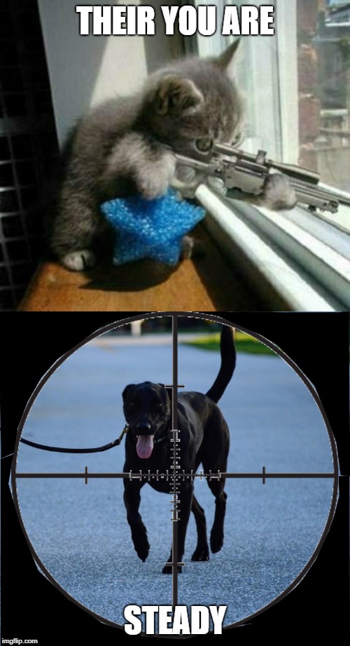 THEIR YOU ARE; STEADY | image tagged in sniper cat | made w/ Imgflip meme maker