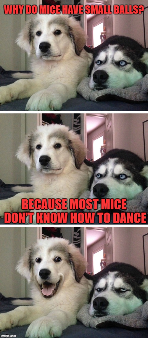 got a dirty joke, double entendre, or disturbed idea? have i got a stream for you | WHY DO MICE HAVE SMALL BALLS? BECAUSE MOST MICE DON'T KNOW HOW TO DANCE | image tagged in bad pun dogs | made w/ Imgflip meme maker