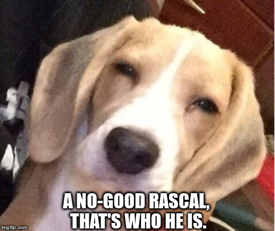 judging dog | A NO-GOOD RASCAL, THAT'S WHO HE IS. | image tagged in judging dog | made w/ Imgflip meme maker