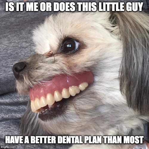 Obama care at its best | IS IT ME OR DOES THIS LITTLE GUY; HAVE A BETTER DENTAL PLAN THAN MOST | image tagged in obama,obama care,dog week,funny dogs,dogs,denture dog | made w/ Imgflip meme maker