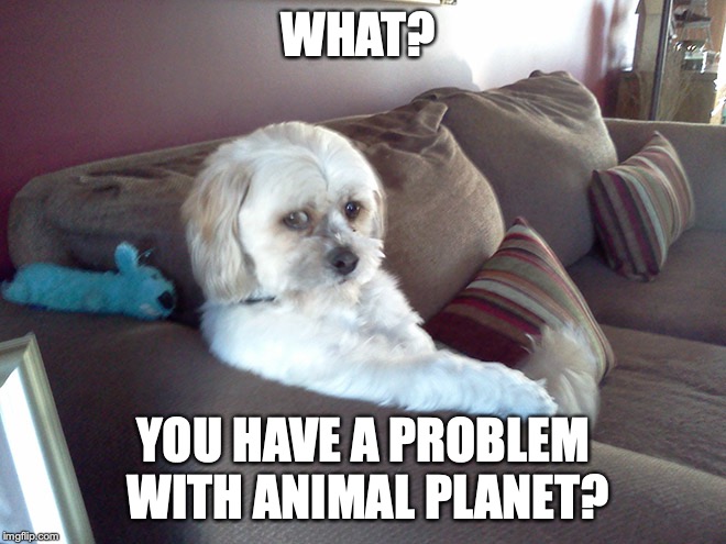 You Got A Problem | WHAT? YOU HAVE A PROBLEM WITH ANIMAL PLANET? | image tagged in dog week,funny dogs,dogs,funny memes | made w/ Imgflip meme maker