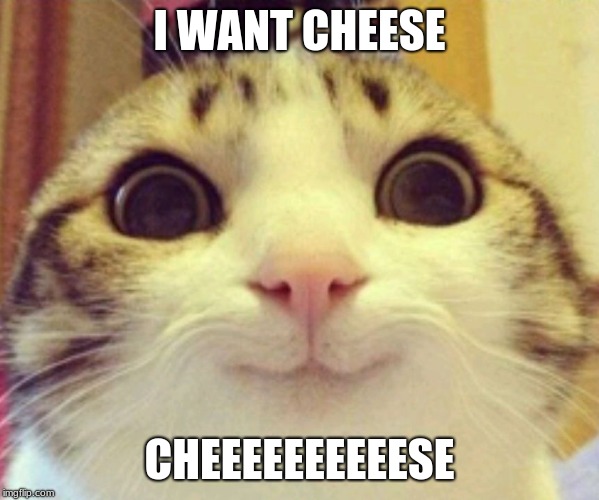 Spoopy Cat | I WANT CHEESE; CHEEEEEEEEEESE | image tagged in spoopy cat | made w/ Imgflip meme maker