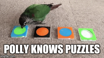 POLLY KNOWS PUZZLES | image tagged in gifs | made w/ Imgflip video-to-gif maker