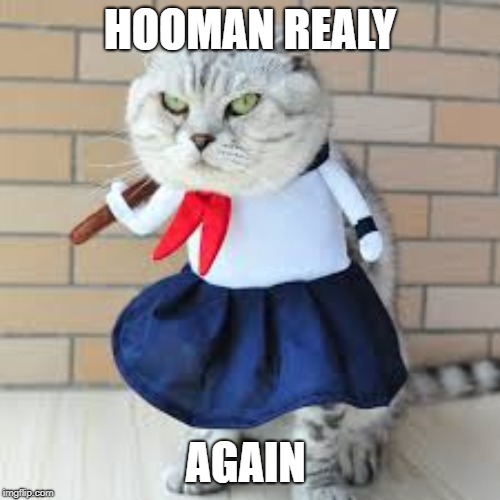 HOOMAN REALY; AGAIN | image tagged in funny cats | made w/ Imgflip meme maker