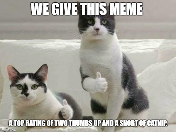 Two thumbs up and a snort of Catnip. | WE GIVE THIS MEME; A TOP RATING OF TWO THUMBS UP AND A SNORT OF CATNIP. | image tagged in funny cat memes | made w/ Imgflip meme maker