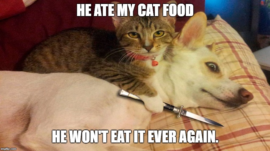 my dog ate cat food