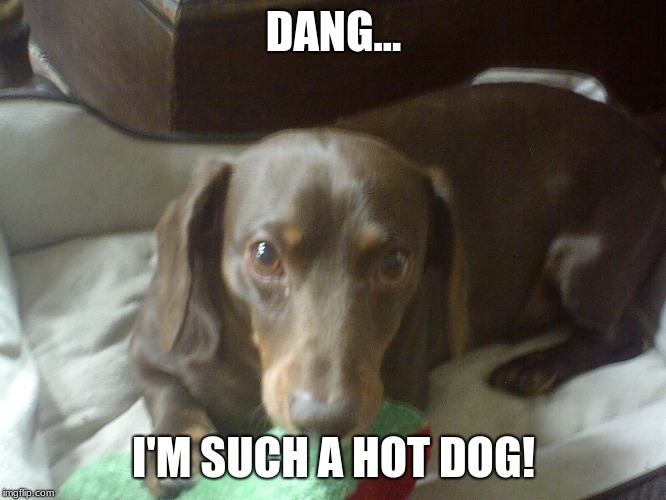 Hot Dogs! | DANG... I'M SUCH A HOT DOG! | image tagged in bad pun dog,dachshund | made w/ Imgflip meme maker