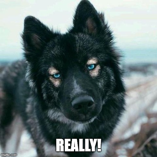 Really! | REALLY! | image tagged in dog,sarcastic | made w/ Imgflip meme maker