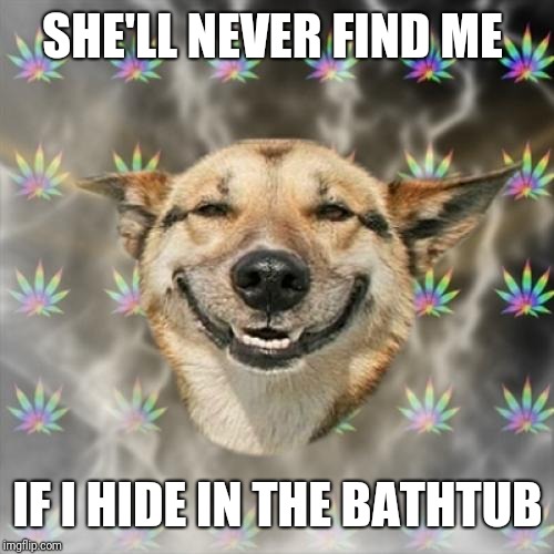 Stoner Dog Meme | SHE'LL NEVER FIND ME IF I HIDE IN THE BATHTUB | image tagged in memes,stoner dog | made w/ Imgflip meme maker