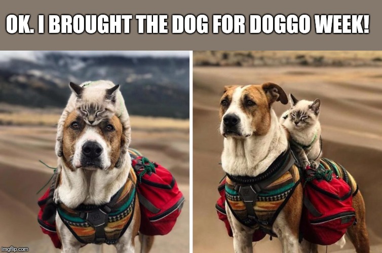 "Working together" Doggo Week March 10-16 a Blaze_the_Blaziken and 1forpeace Event | OK. I BROUGHT THE DOG FOR DOGGO WEEK! | image tagged in dog cat,doggo week,funny,event,dog,cat | made w/ Imgflip meme maker