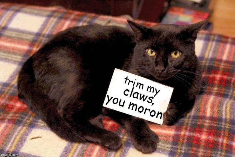 felus catus | trim my; , claws; you moron | image tagged in grumpy cat | made w/ Imgflip meme maker