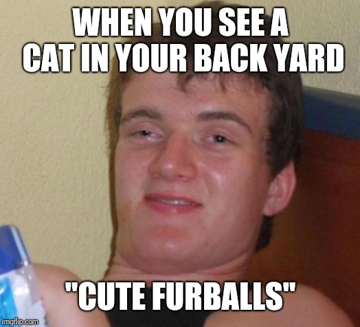 10 Guy | WHEN YOU SEE A CAT IN YOUR BACK YARD; "CUTE FURBALLS" | image tagged in memes,10 guy | made w/ Imgflip meme maker