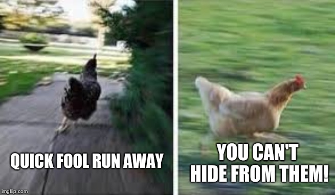 running chicken | YOU CAN'T HIDE FROM THEM! QUICK FOOL RUN AWAY | image tagged in running chicken | made w/ Imgflip meme maker