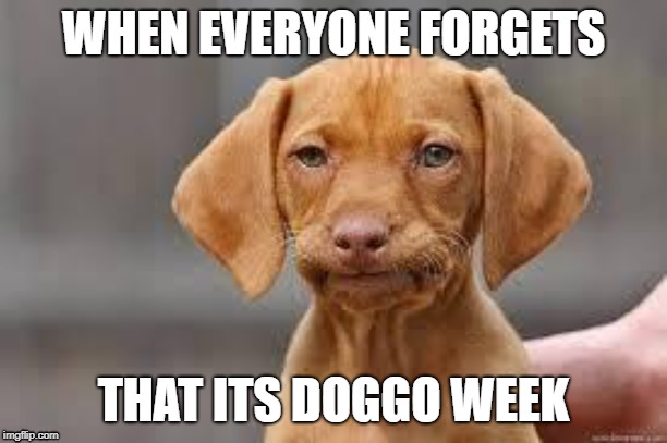 It's Doggo Week! (March 10 - March 16) | WHEN EVERYONE FORGETS; THAT ITS DOGGO WEEK | image tagged in disappointed dog | made w/ Imgflip meme maker