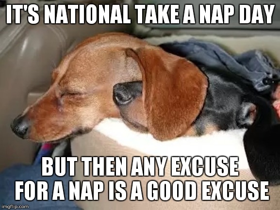Take a nap | IT'S NATIONAL TAKE A NAP DAY; BUT THEN ANY EXCUSE FOR A NAP IS A GOOD EXCUSE | image tagged in nap,dachshund | made w/ Imgflip meme maker