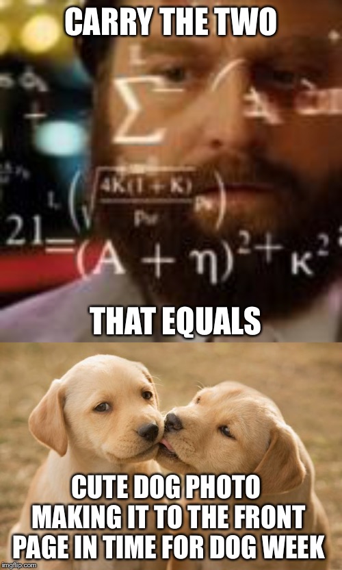 Doggo week is here! | CARRY THE TWO; THAT EQUALS; CUTE DOG PHOTO MAKING IT TO THE FRONT PAGE IN TIME FOR DOG WEEK | image tagged in dogs,math,funny,memes | made w/ Imgflip meme maker