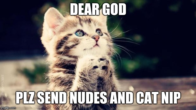 Praying cat | DEAR GOD; PLZ SEND NUDES AND CAT NIP | image tagged in praying cat | made w/ Imgflip meme maker