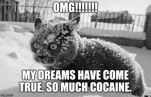 so much cocaine cat | OMG!!!!!!! MY DREAMS HAVE COME TRUE. SO MUCH COCAINE. | image tagged in so much cocaine cat | made w/ Imgflip meme maker