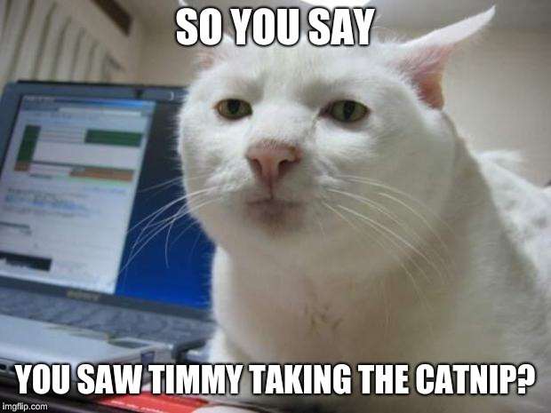 serious cat | SO YOU SAY; YOU SAW TIMMY TAKING THE CATNIP? | image tagged in serious cat | made w/ Imgflip meme maker