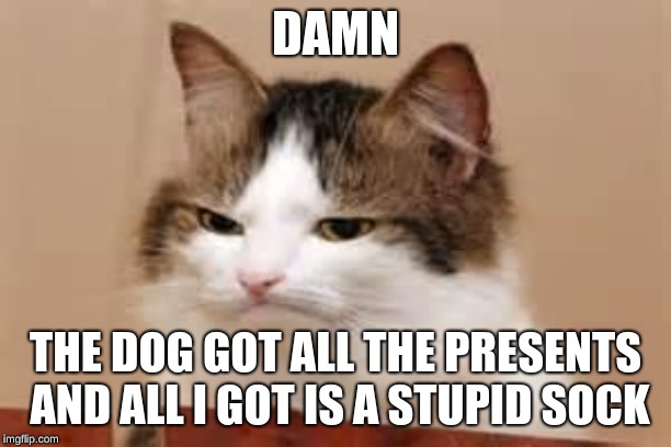 Disappointed Cat | DAMN; THE DOG GOT ALL THE PRESENTS AND ALL I GOT IS A STUPID SOCK | image tagged in disappointed cat | made w/ Imgflip meme maker