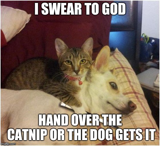 Warning killer cat | I SWEAR TO GOD; HAND OVER THE CATNIP OR THE DOG GETS IT | image tagged in warning killer cat | made w/ Imgflip meme maker