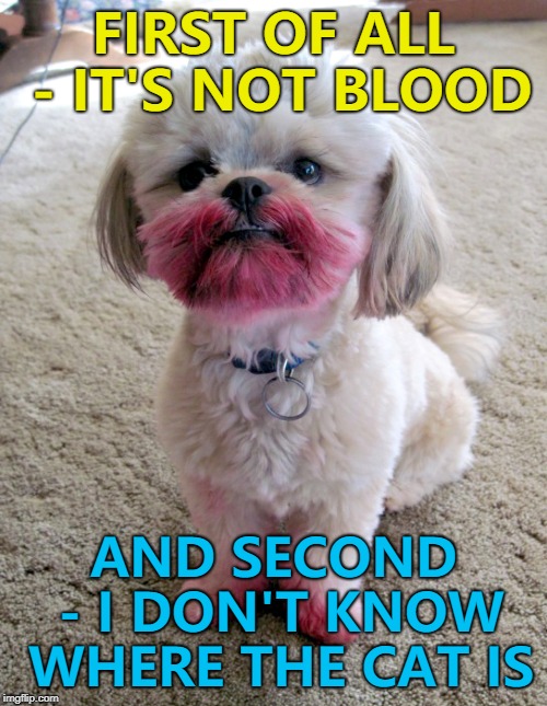 Doggo Week March 10-16 a Blaze_the_Blaziken and 1forpeace extravaganza... | FIRST OF ALL - IT'S NOT BLOOD; AND SECOND - I DON'T KNOW WHERE THE CAT IS | image tagged in shih tzu lipstick,memes,doggo week,dogs,animals | made w/ Imgflip meme maker