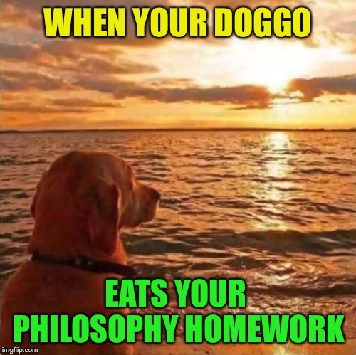 He barks, therefore he is...  -Doggo Week (March 10-16, a Blaze_The_Blaziken and 1forpeace event) | WHEN YOUR DOGGO; EATS YOUR PHILOSOPHY HOMEWORK | image tagged in doggo week,philosophy,dog ate homework,funny dogs | made w/ Imgflip meme maker