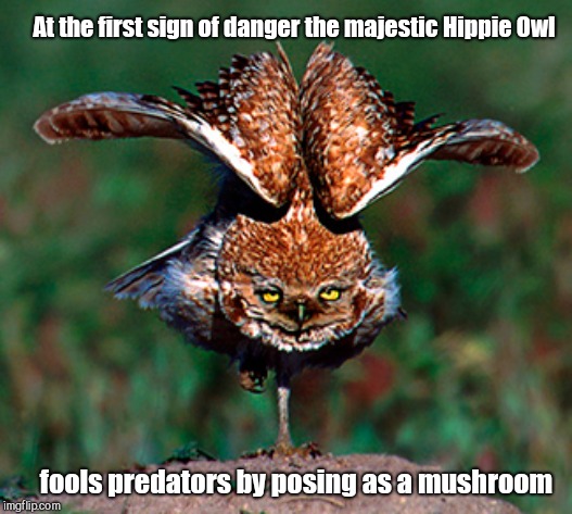 At the first sign of danger the majestic Hippie Owl; fools predators by posing as a mushroom | image tagged in owl stance,funny animals | made w/ Imgflip meme maker